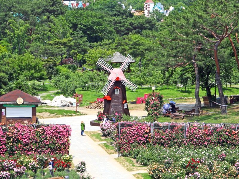 Vườn bách thảo hoa nở rực rỡ, điểm chụp ảnh lý tưởng. (Ảnh: grandpark.seoul.go.kr)