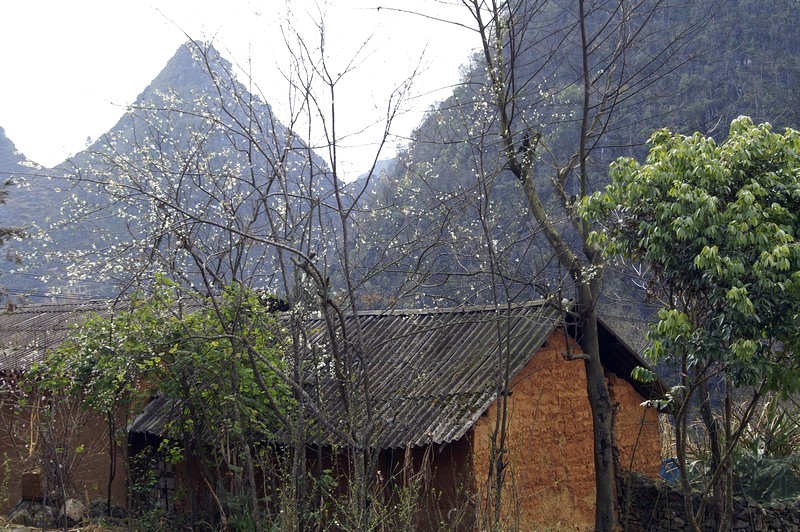 Đồng Văn, Hà Giang: Thanh bình, rực rỡ và cheo leo. (Ảnh: Bethanne Cane)