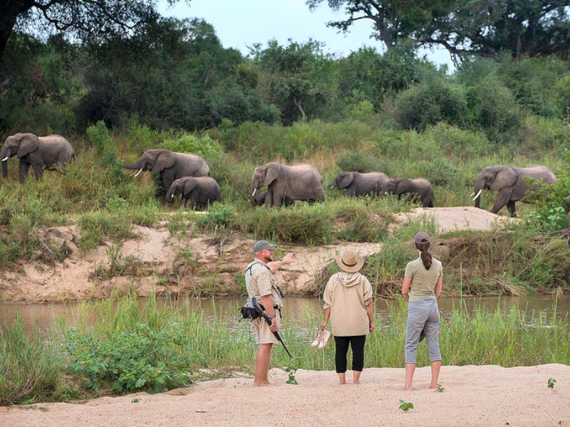 Khám phá thế giới hoang dã đầy kỳ thú. Ảnh: Kruger National Park.