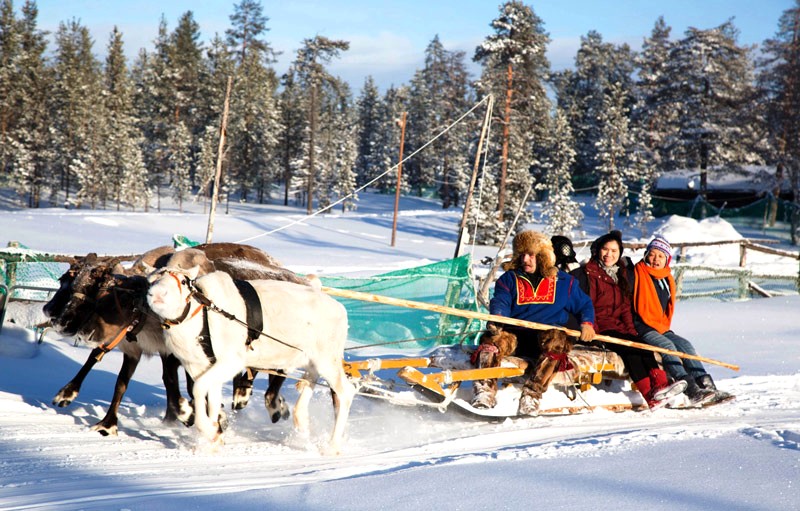 Làng Saami: Trải nghiệm thú vị ngồi xe tuần lộc kéo trên tuyết (Ảnh: visitmurmansk)