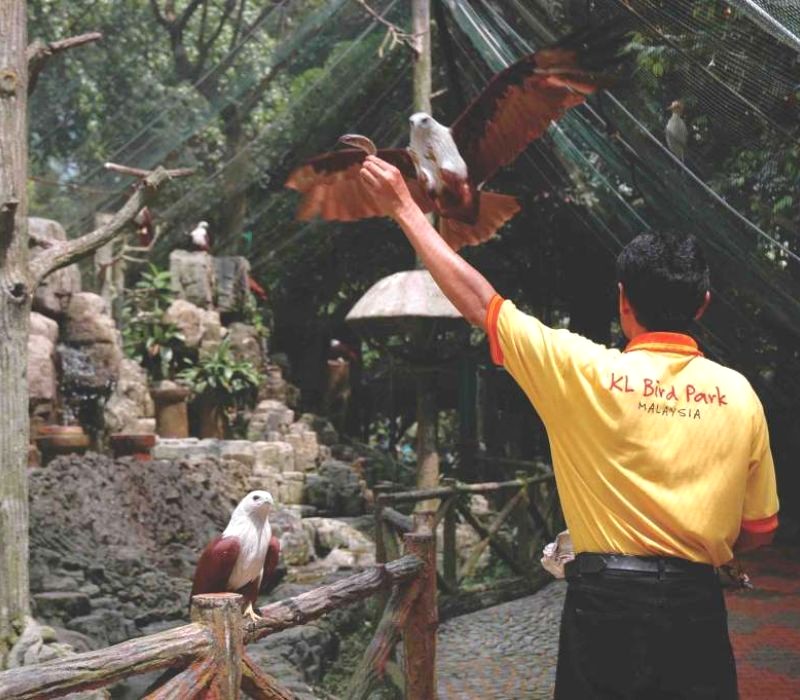 Khám phá vô số loài chim độc đáo. (Ảnh: klbirdpark)