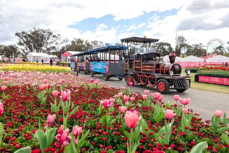 Tulip rực rỡ tô điểm lễ hội Floriade.