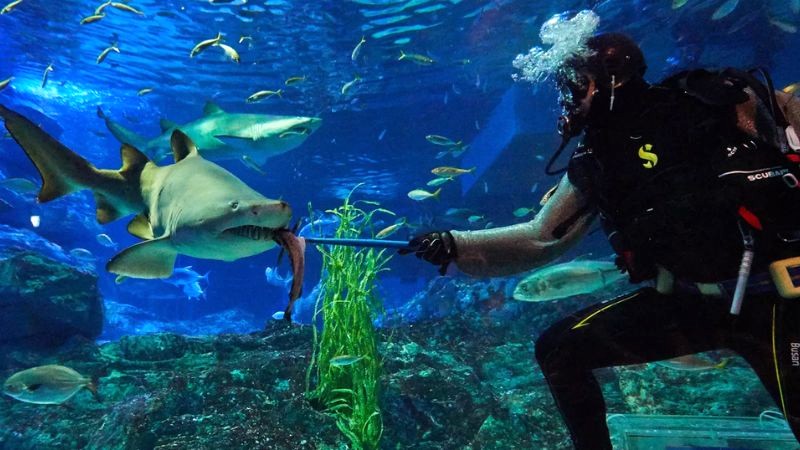 Hàng ngày, Sealife Busan tổ chức cho cá ăn theo khung giờ cố định. (Ảnh: visitsealife)