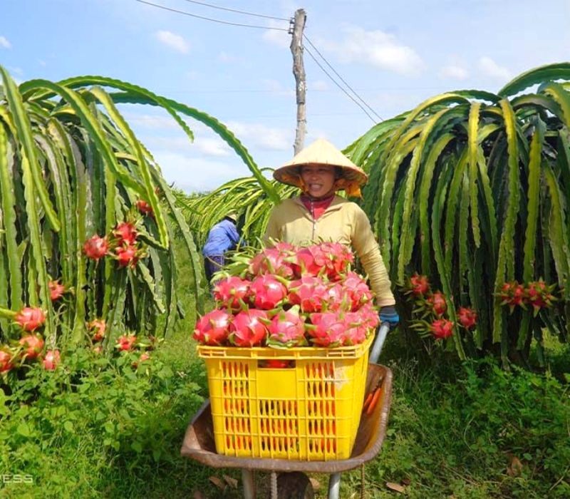 Vườn thanh long Hàm Thuận An trĩu quả.