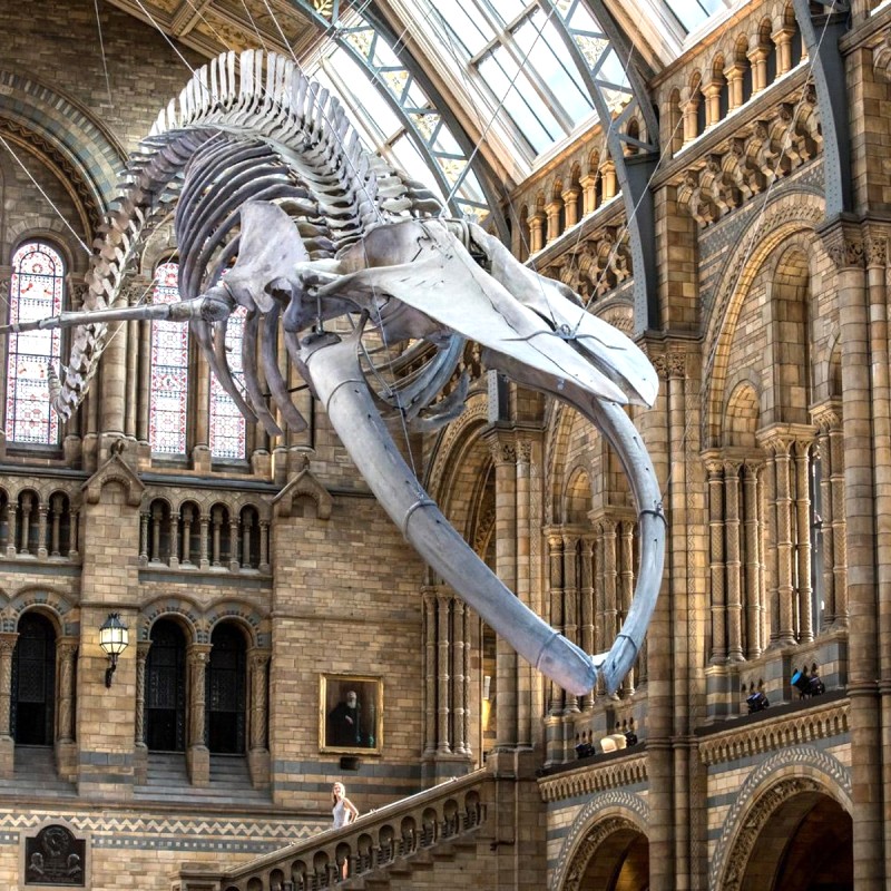 Dippy, bộ xương Diplodocus nổi tiếng, đã chào đón du khách tại sảnh chính Hintze Hall trong nhiều thập kỷ. (Ảnh: Evening Standard)