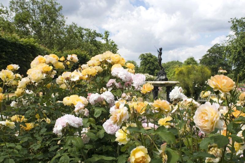 Vườn hồng Hyde Park rực rỡ với đủ loại hoa hồng và cây thân thảo. (Ảnh: Royalparks)