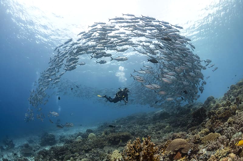 Rạn san hô Tubbataha, Luzon: điểm đến không thể bỏ qua!  (Ảnh: noelguevara)