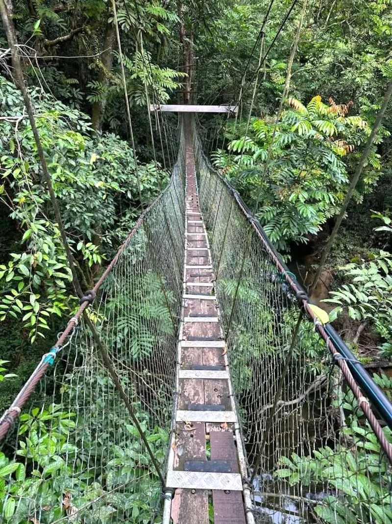 Canopy Skywalk Gunung Mulu: Cầu dây dài nhất thế giới (480m) vắt ngang đỉnh núi, cao hơn 25m. (Ảnh: wheretogoin)