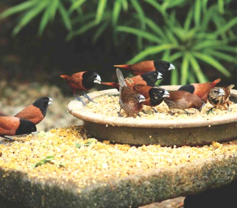 Thế giới hoang dã đầy màu sắc, như lạc vào giấc mơ. (Ảnh: klbirdpark)