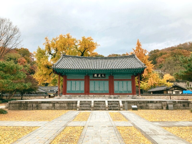 Ngắm bạch quả cổ thụ khổng lồ tại Jeonju Hyanggyo (Trường Khổng giáo). (Ảnh: jeonjucity)