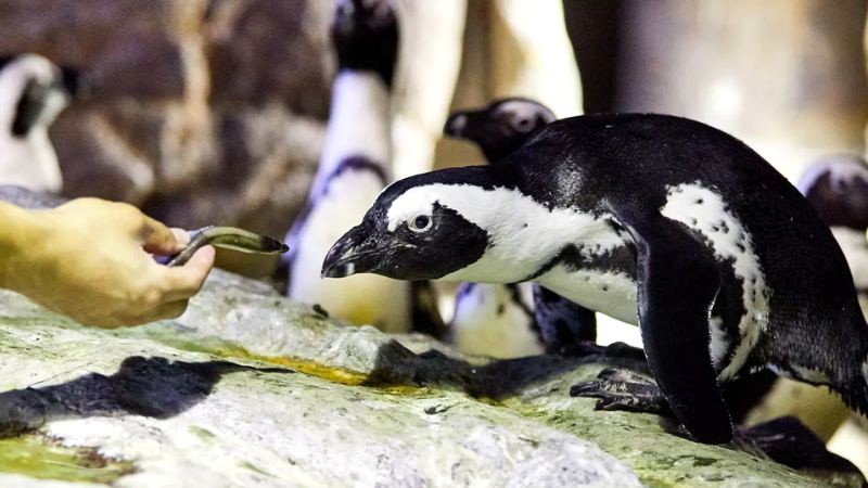 Chim cánh cụt Busan: Lịch ăn đáng yêu! (Ảnh: visitsealife)