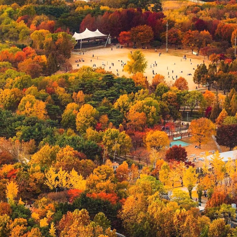 Lá vàng, lá đỏ bay bay, phủ kín lối đi trong Seoul Forest, tạo nên khung cảnh thu lãng mạn, mê hoặc lòng người. (Ảnh: Aumjumma)