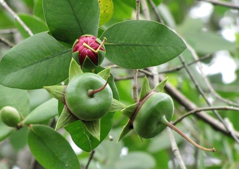 Trái bần trắng (Ảnh: Wikipedia)