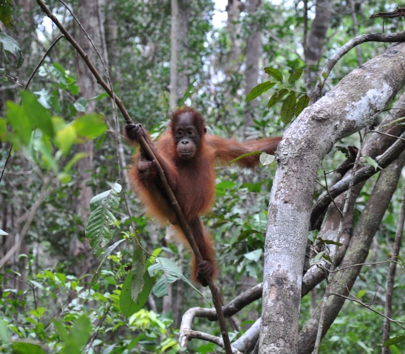 Samboja Lestari: Khu bảo tồn rừng mưa quan trọng ở Kalimantan. (ảnh: mg81)