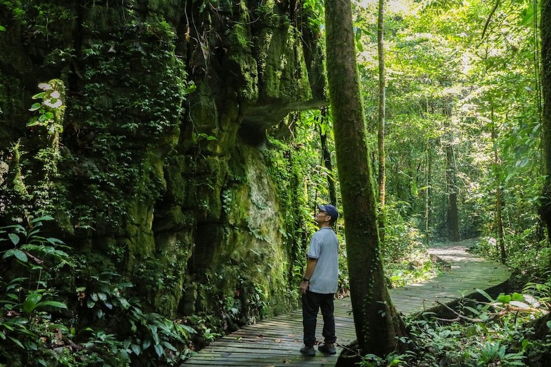 Gunung Mulu là nơi giao thoa đa dạng sinh thái, từ rừng mưa nhiệt đới đến rừng núi cao và thảm thực vật đá vôi độc đáo. (Ảnh: Mulu Tradional Park)