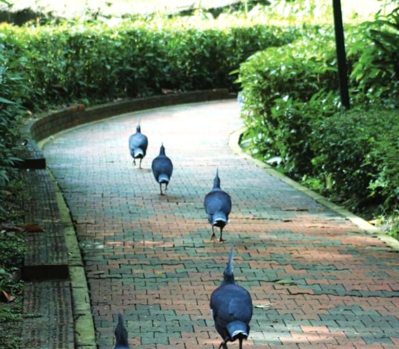 Khu vực 2 của KL Bird Park là nhà của những loài chim quý hiếm và độc đáo. (Ảnh: klbirdpark)