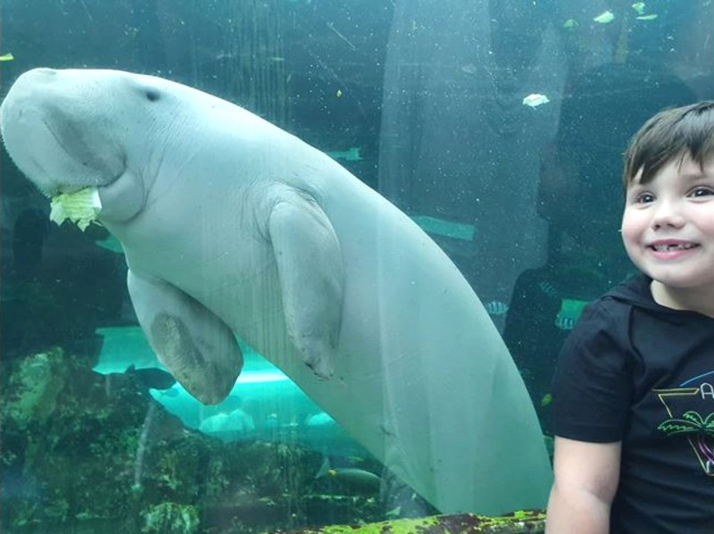 Chụp ảnh cùng Dugong đáng yêu tại SEA LIFE Sydney Aquarium.