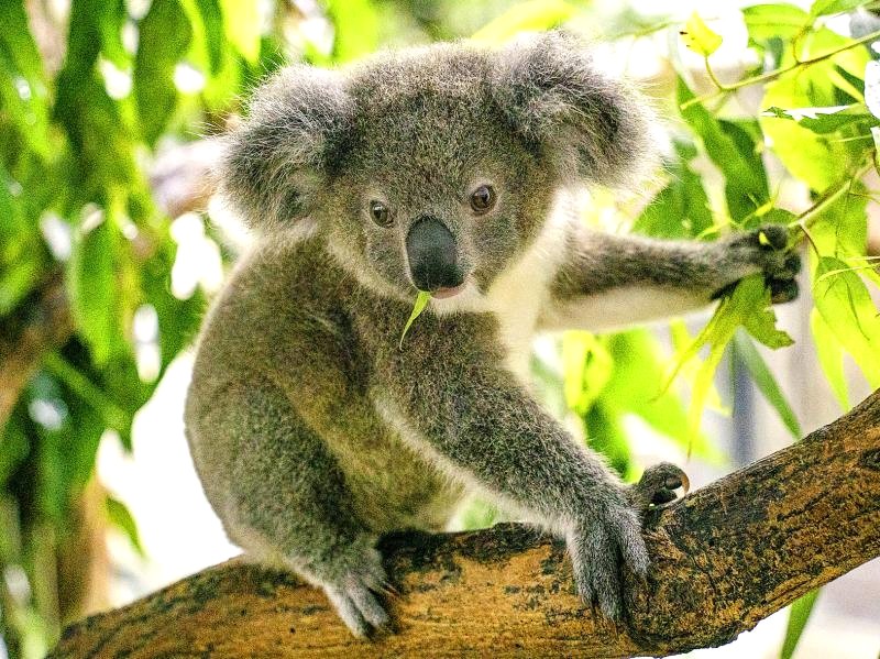 Bess, chú Koala 1 tuổi, được chụp ảnh tại Vườn thú Đài Bắc.