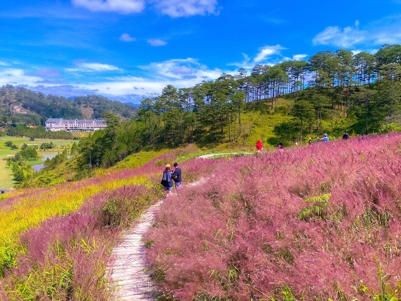 Săn ảnh đồi cỏ hồng (Ảnh: Vietnamnet)