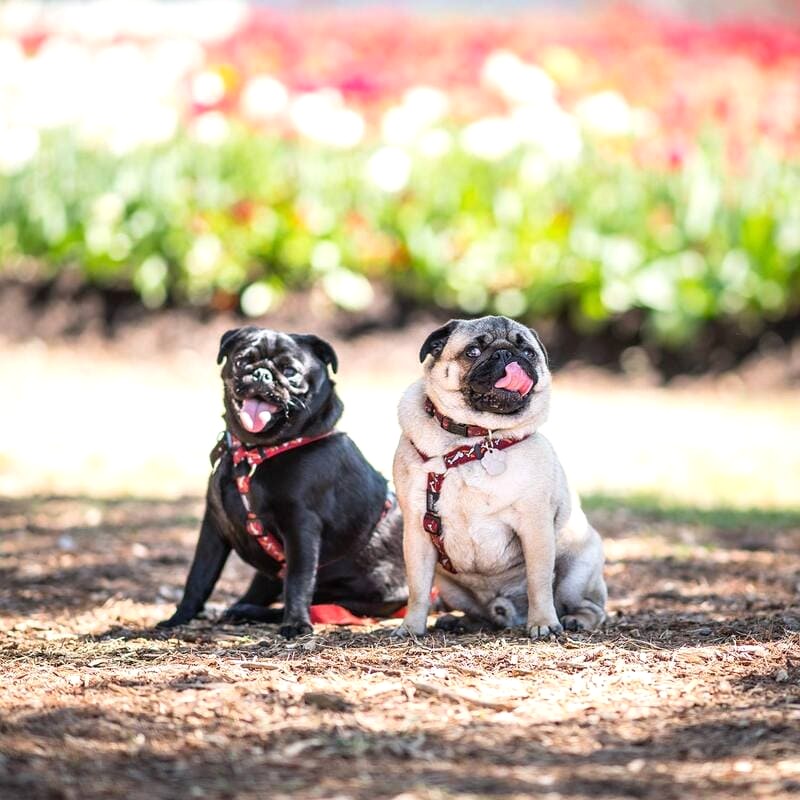 Ngắm chó tại Lễ hội hoa Floriade!