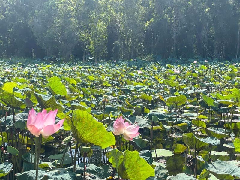 Gò Tháp: Rực rỡ văn hóa xứ sen hồng.