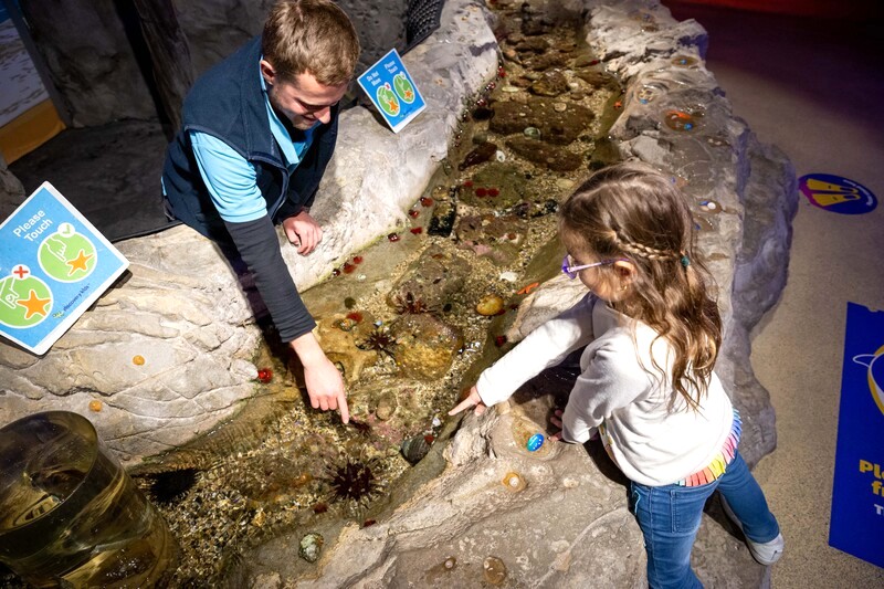 Vui chơi ở Discovery Rock Pool (visitsealife)