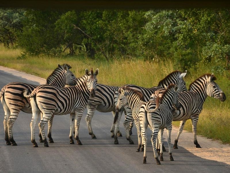 Tham quan Kruger an toàn và vui vẻ với những lưu ý này! (Ảnh: Báo Dân tộc và Phát triển)