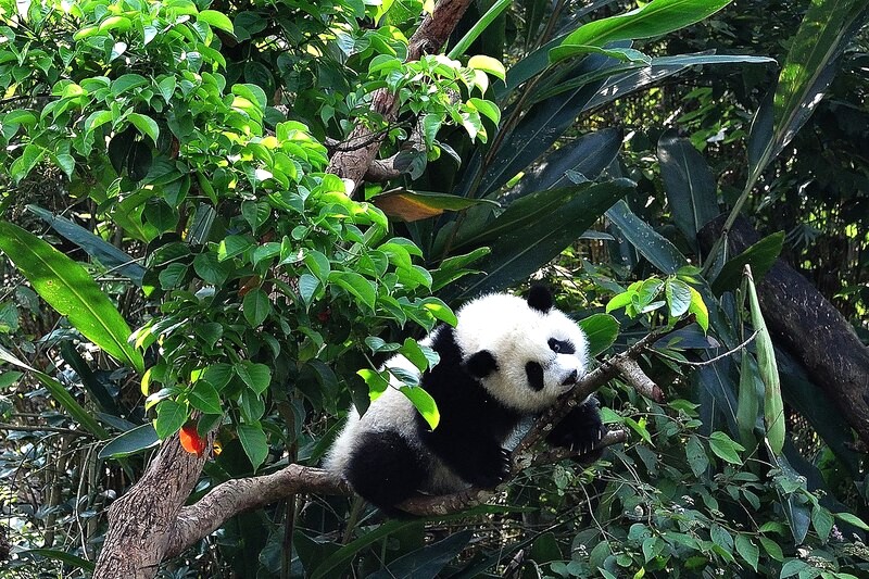 Yuan Zai, gấu trúc đáng yêu tại sở thú. (Ảnh: pang yu liu)