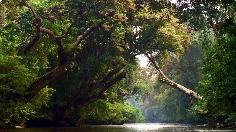 Taman Negara, khu rừng nhiệt đới nguyên sinh lâu đời nhất Malaysia. (Ảnh: Teja on the Horizon)