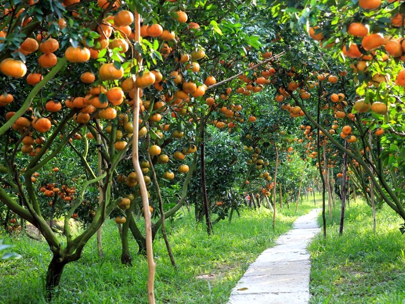 Quýt hồng Lai Vung chín mọng, chờ bạn ghé thăm!