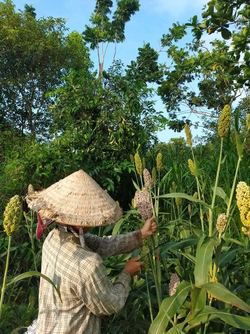 Dốc Mơ Farm: Bình dị, an lành, nông sản tươi ngon.