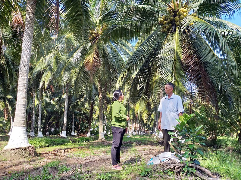 Dừa Tam Quan: Đặc sản Bình Định.