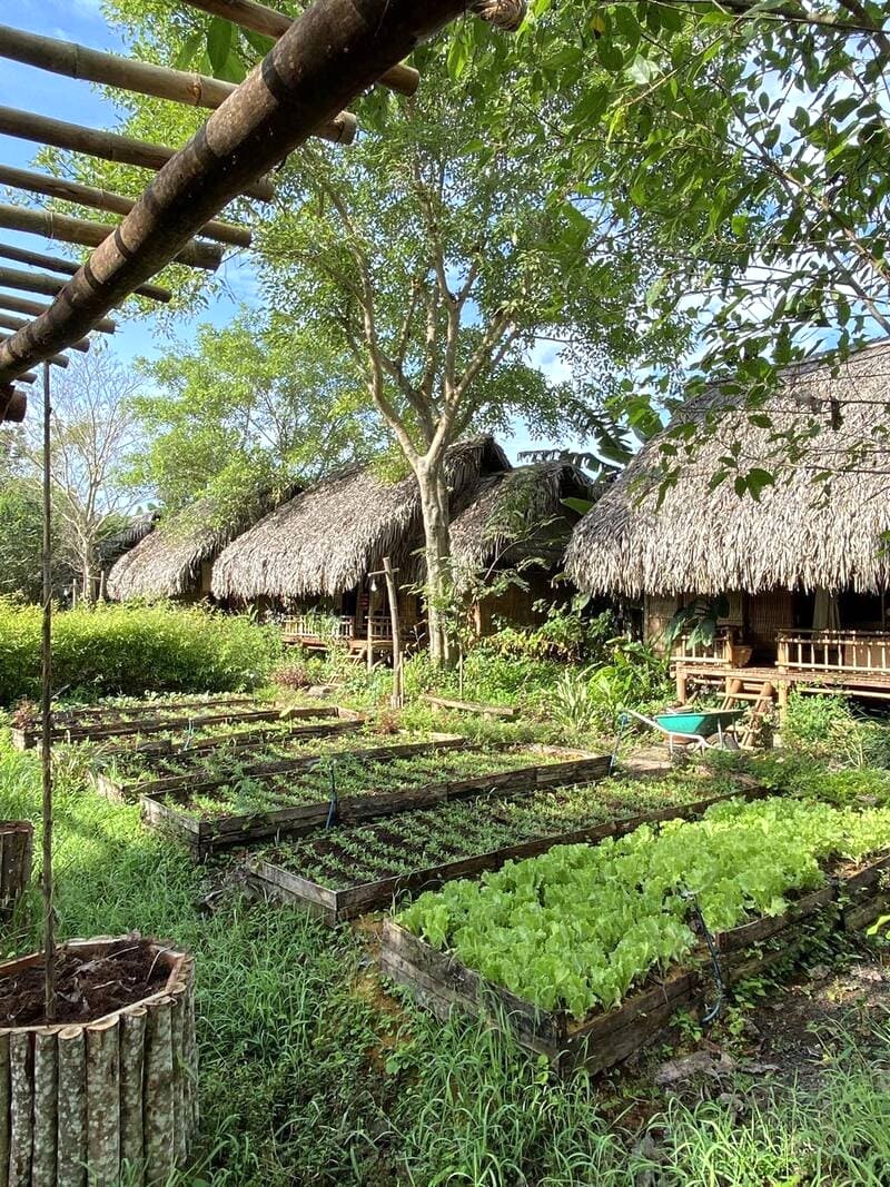 Dốc Mơ Farm: Bình dị, an lành, nông phẩm tươi ngon.