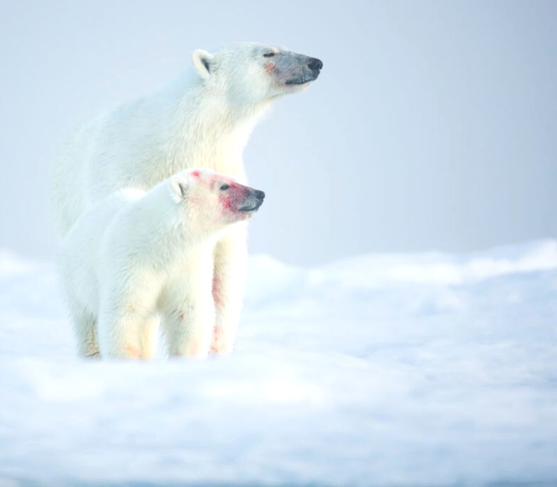 Gặp gỡ gấu Bắc Cực trắng muốt! (Ảnh: arcticwildlifetours)