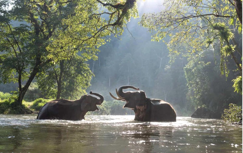 Taman Negara: Kho tàng sinh học đa dạng, phong phú. (Ảnh: Taman Negara Travel)