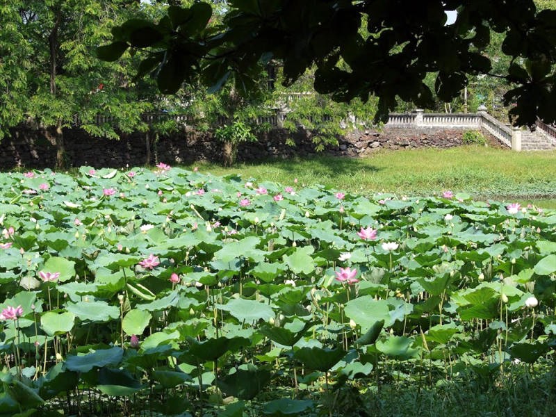 Hồ Tịnh Tâm đẹp nhất vào mùa hè với những cánh đồng hoa sen rộng lớn. (Ảnh: DU LỊCH - Báo Lao Động)