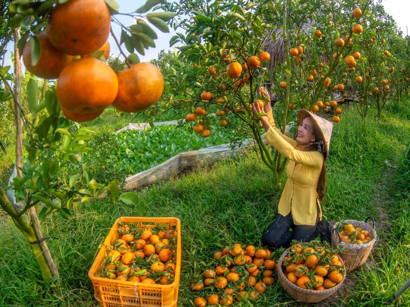 Hái quýt chín mọng ngay tại vườn, trải nghiệm thú vị! (Ảnh: Happy Vietnam! - Vietnam.vn)