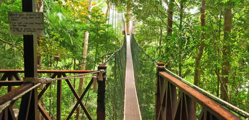 Cầu treo Canopy Walk ở Taman Negara mang đến trải nghiệm hấp dẫn. (Ảnh: IVIVU)