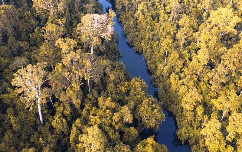 Khám phá vẻ đẹp hoang sơ của Taman Negara bằng cách đi bộ xuyên rừng. (Ảnh: Global National Parks)