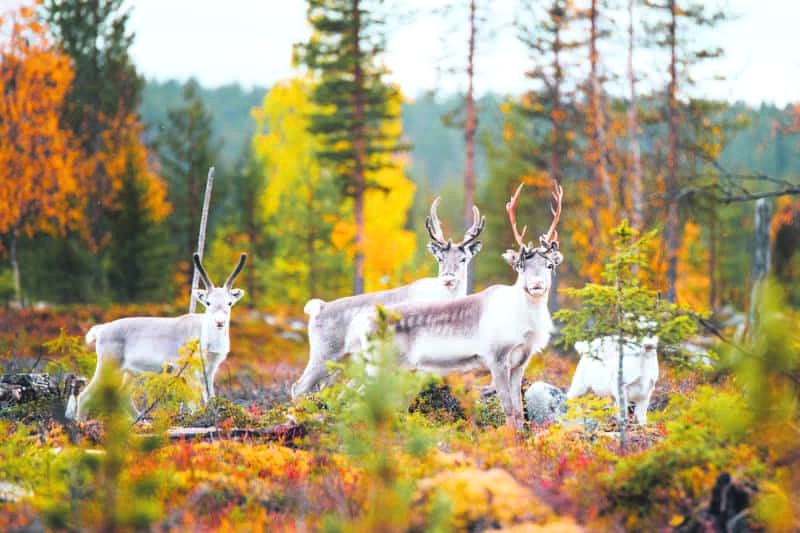 Thăm Làng Ông già Noel mà bỏ qua khung cảnh thiên nhiên rực rỡ tại Lapland? Thật là thiếu sót! (Ảnh: visitfinland)