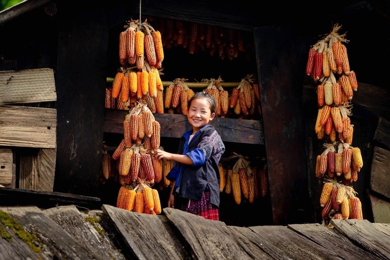 Trước nhà, ngô treo đầy. (Ảnh: migo)