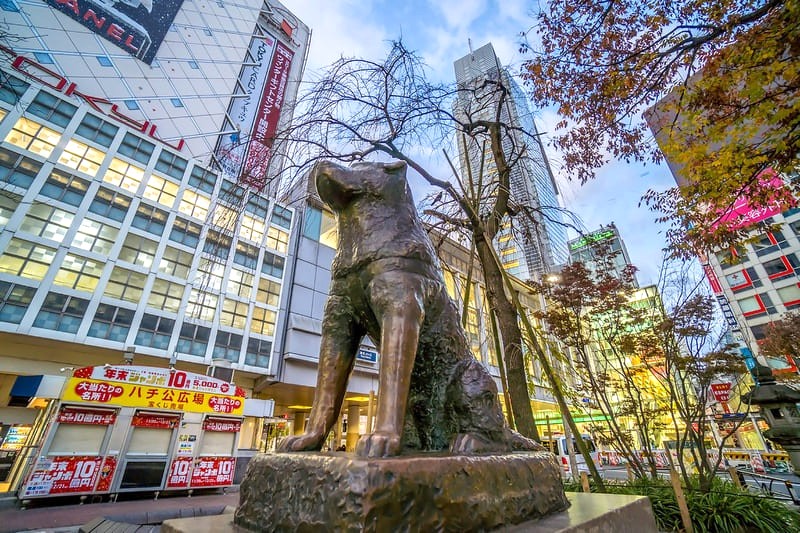 Bức tượng Hachiko, biểu tượng lòng trung thành, tọa lạc tại ngã tư Shibuya, Tokyo. (Ảnh: F11photo | Dreamstime.com)